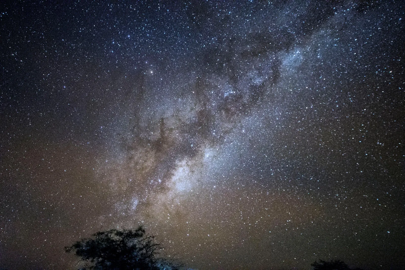 The bright core of the Milky Way with dark dust lanes rises above a lone tree silhouette in the Atacama Desert
